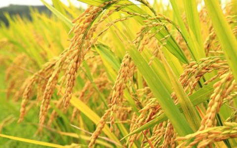 Giá lúa gạo hôm nay ngày 10/11: Nguồn cung ít, thị trường sôi động hơn